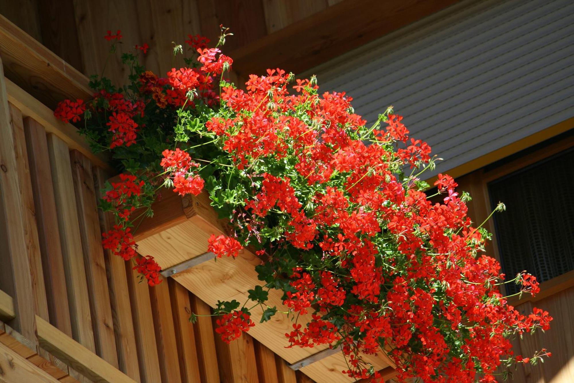 Hotel Schoene Aussicht คาร์ทิทช์ ภายนอก รูปภาพ